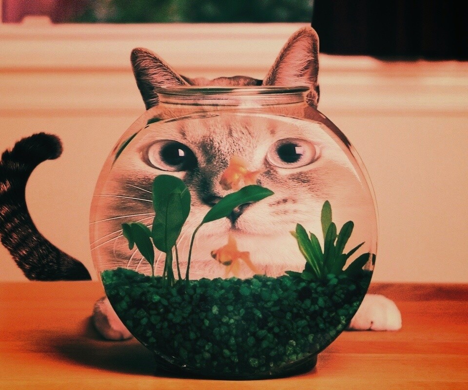 Сферический код за аквариумом обои