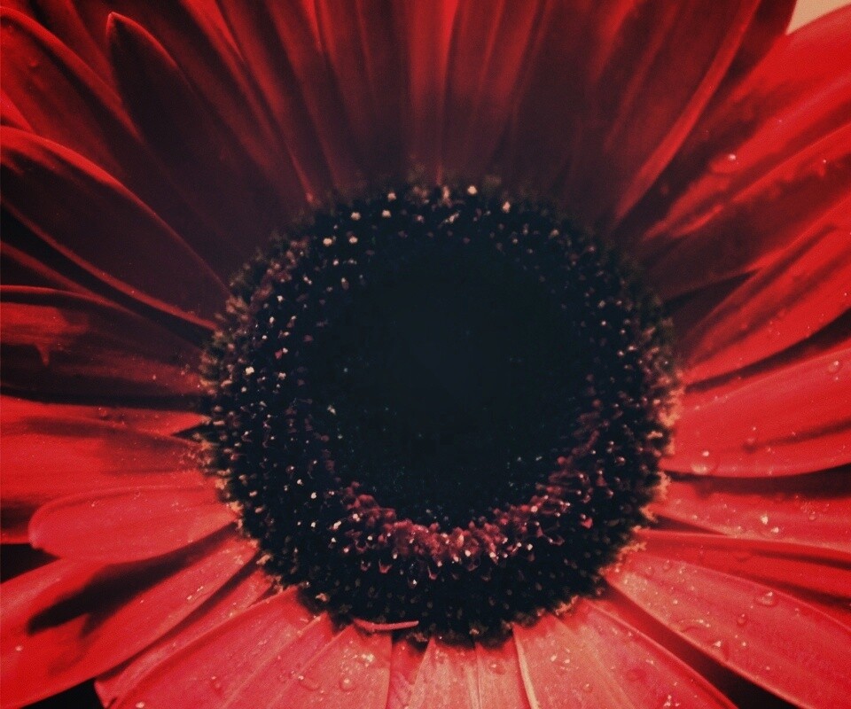 Красная гербера обои