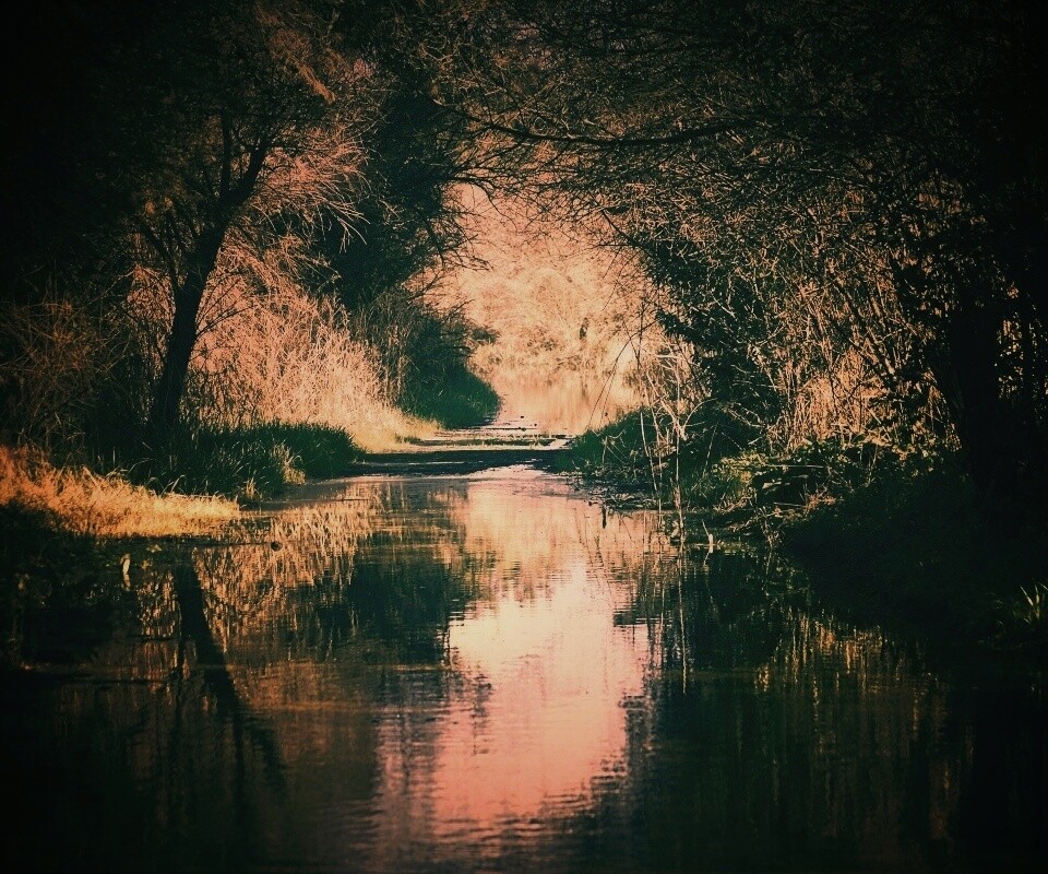 Лесная заросшая река обои