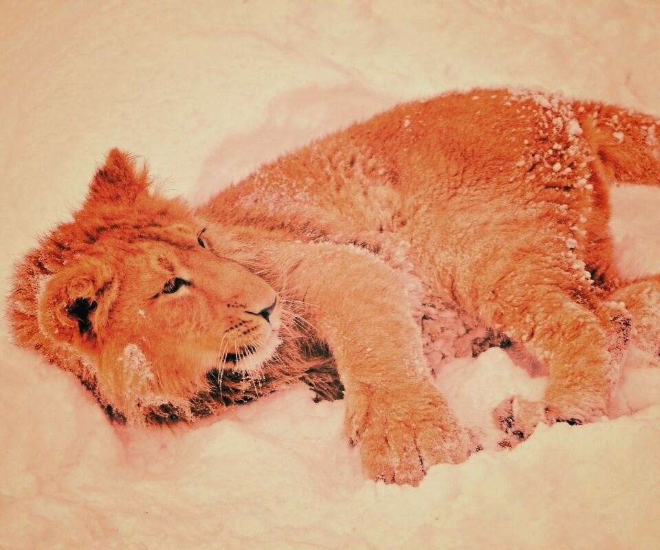 Львёнок в снегу обои