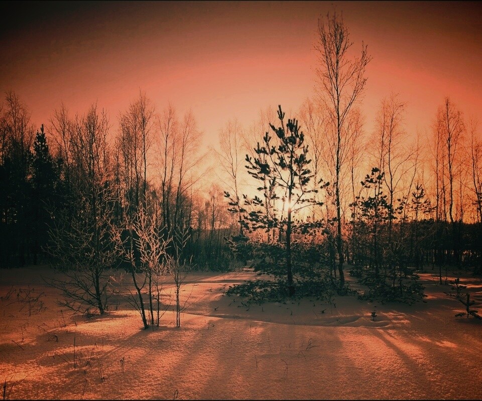 Зимний лес обои