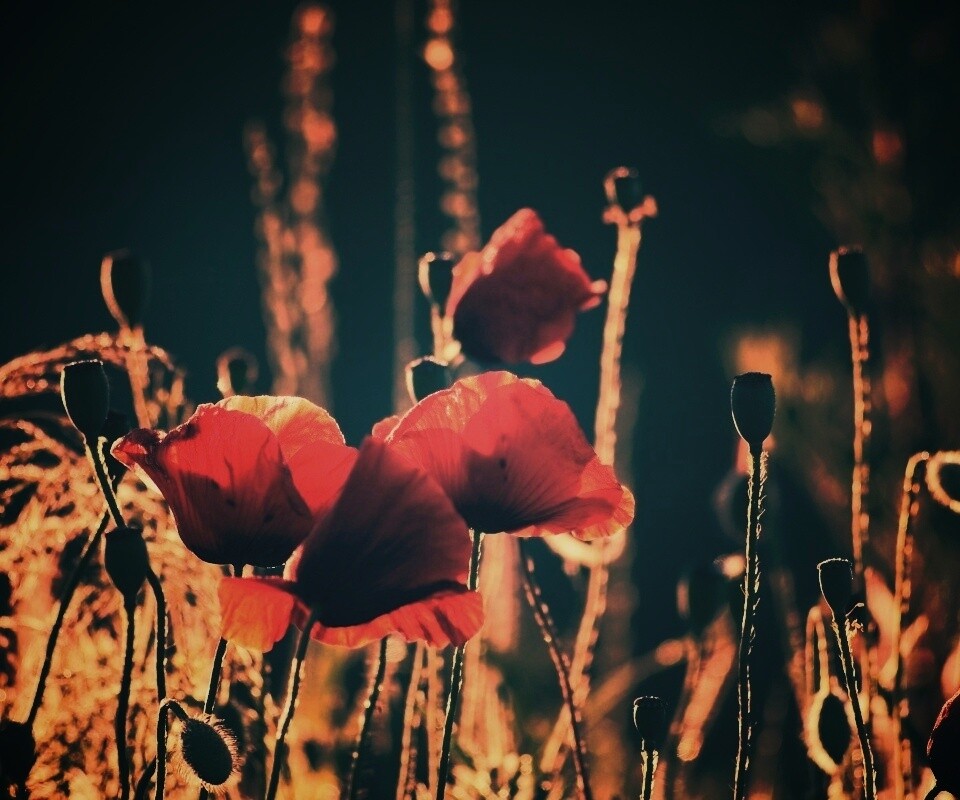 Макро фото мака обои