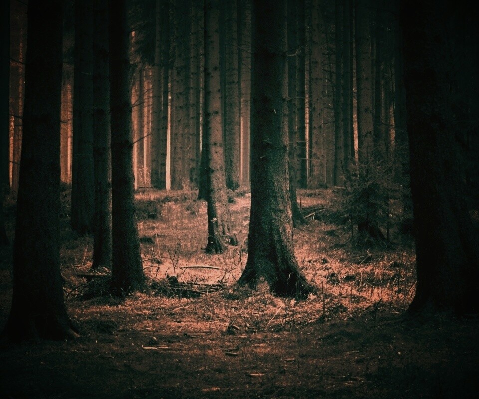 Темный лес обои