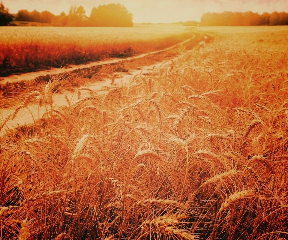 Речка среди поля обои