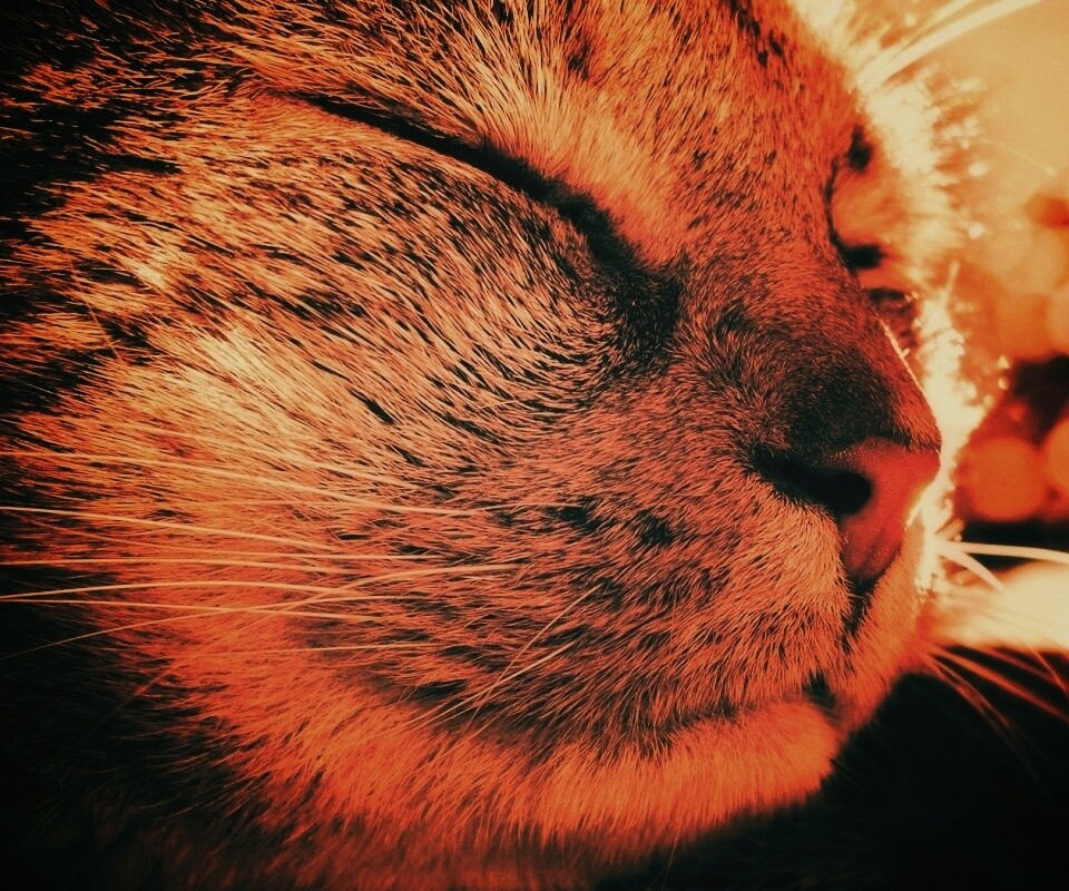 Спящий на солнце рыжий кот обои