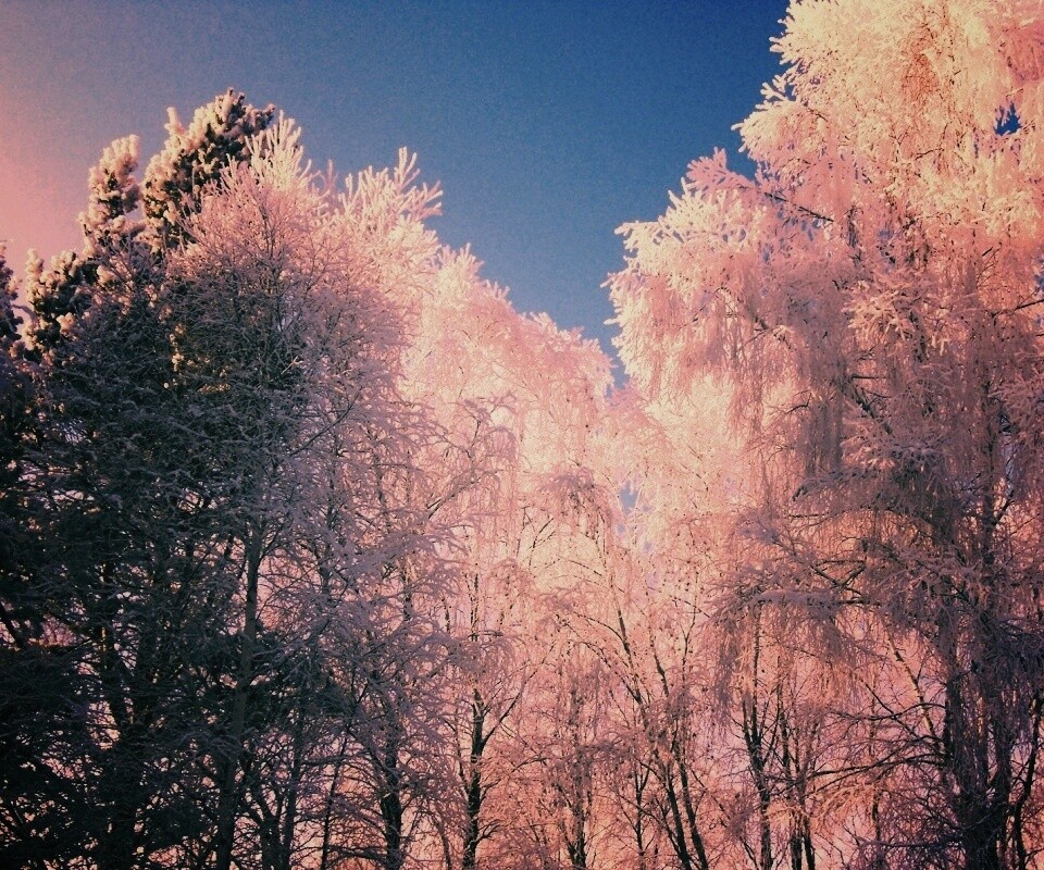 Замерзший лес обои