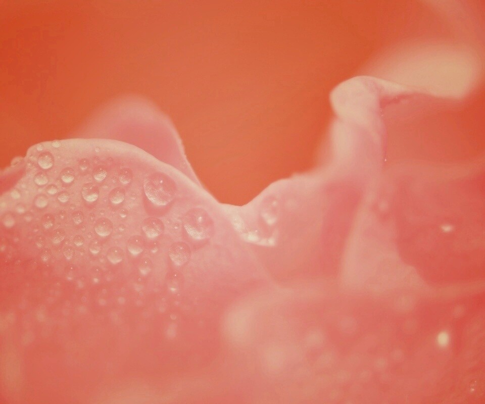 Нежность лепестков обои