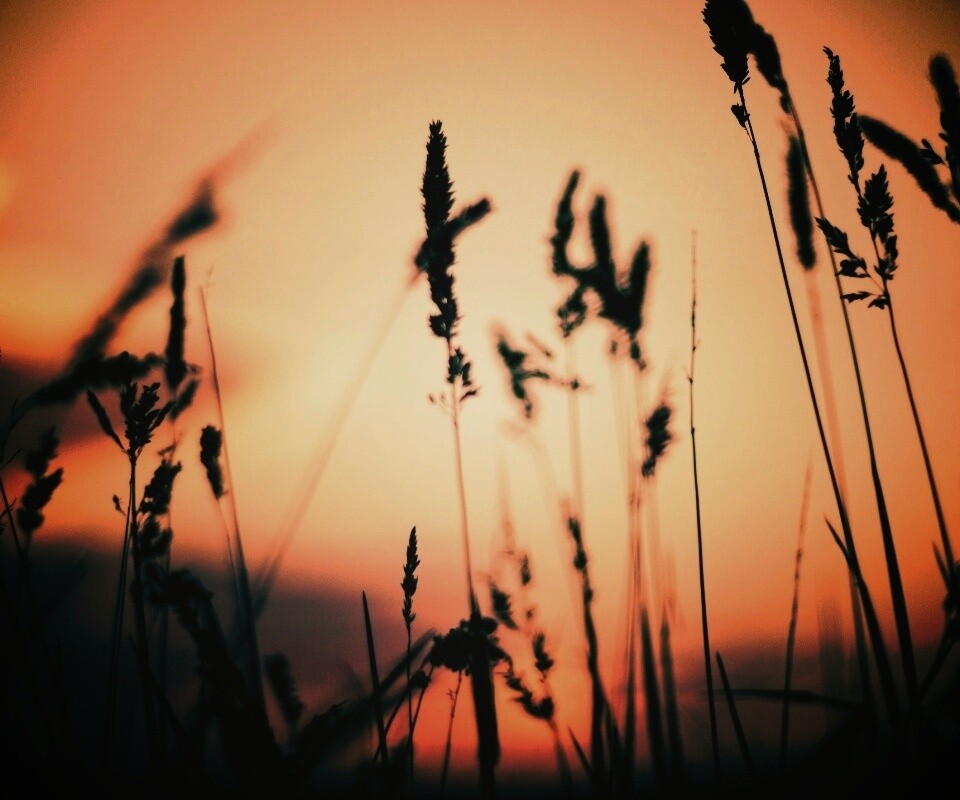 Дыхание природы обои