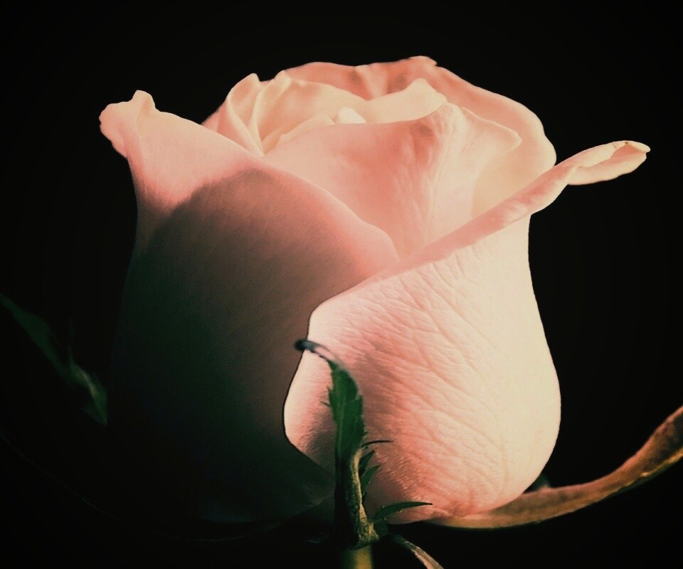 Бутон белой розы обои