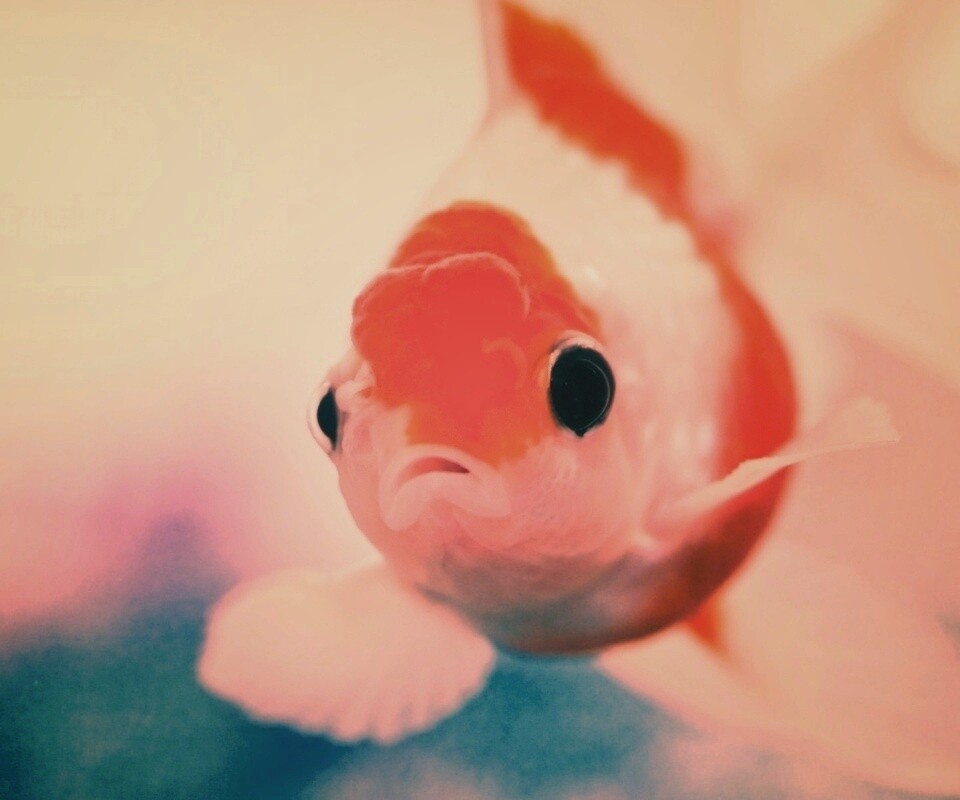 Аквариумная золотая рыбка обои