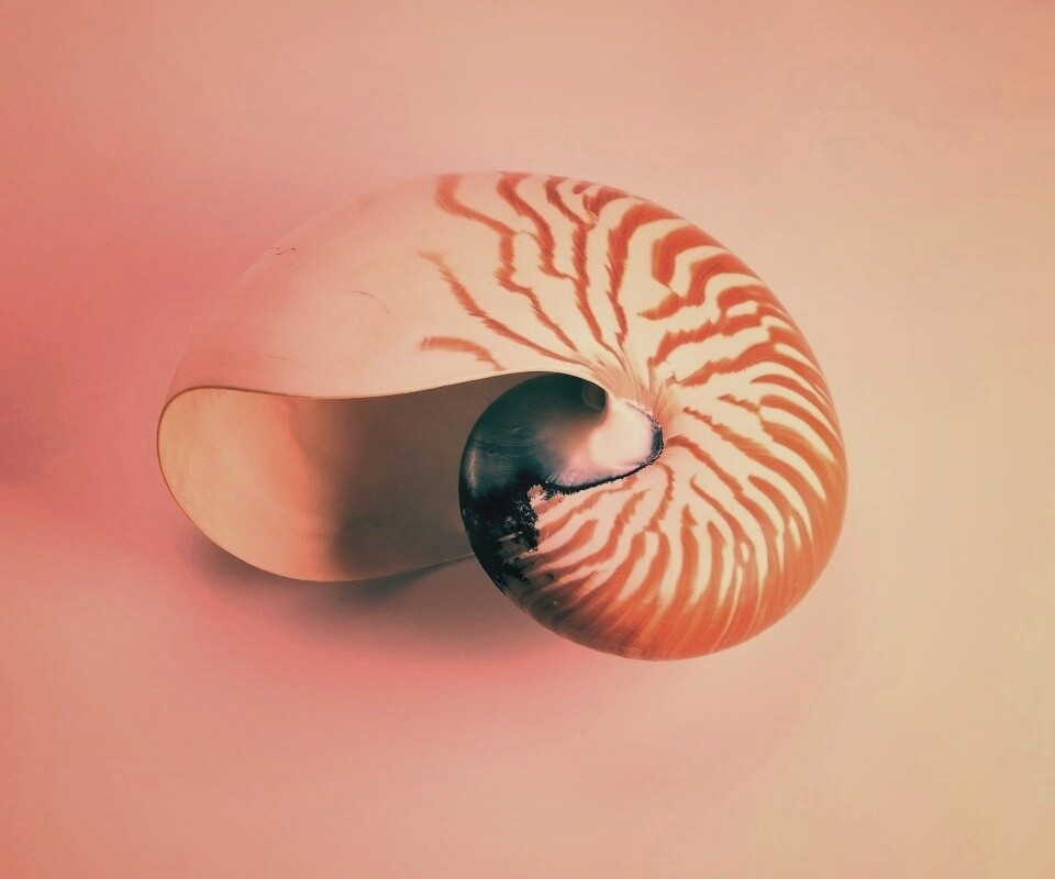 Ракушка в полоску обои