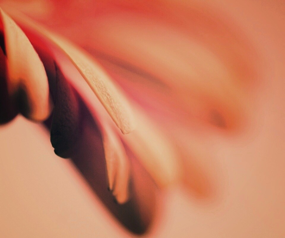 Лепестки цветка в макро обои