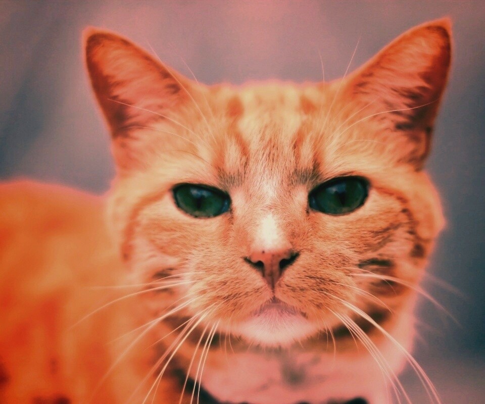 Рыжий кошак обои