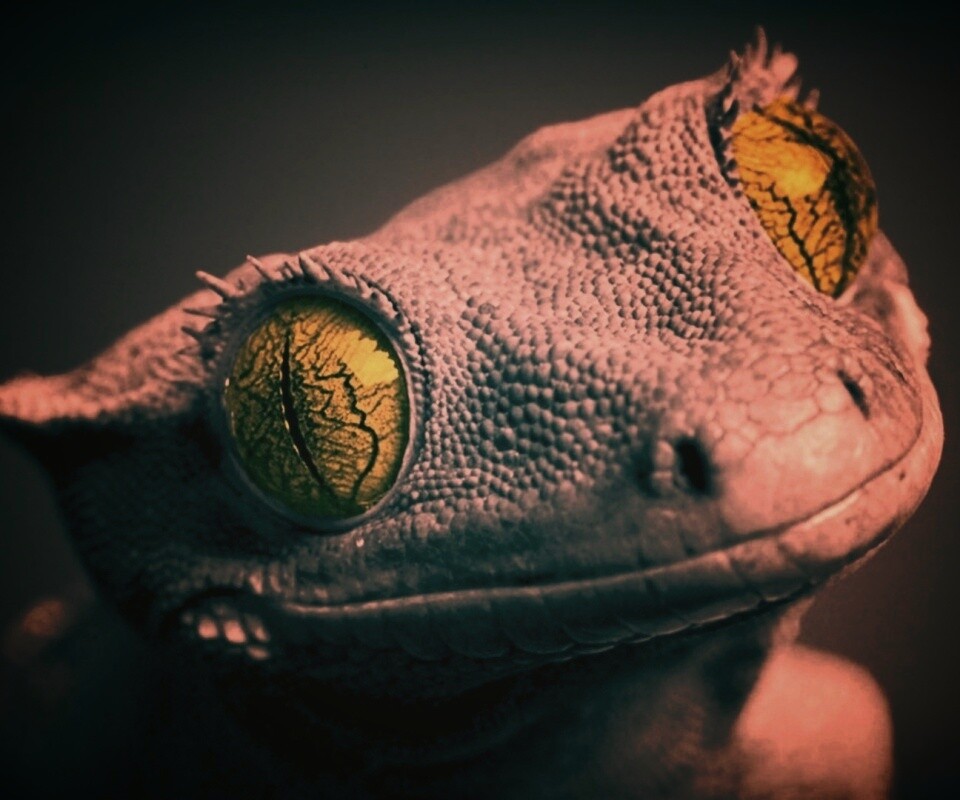 Ящерка обои