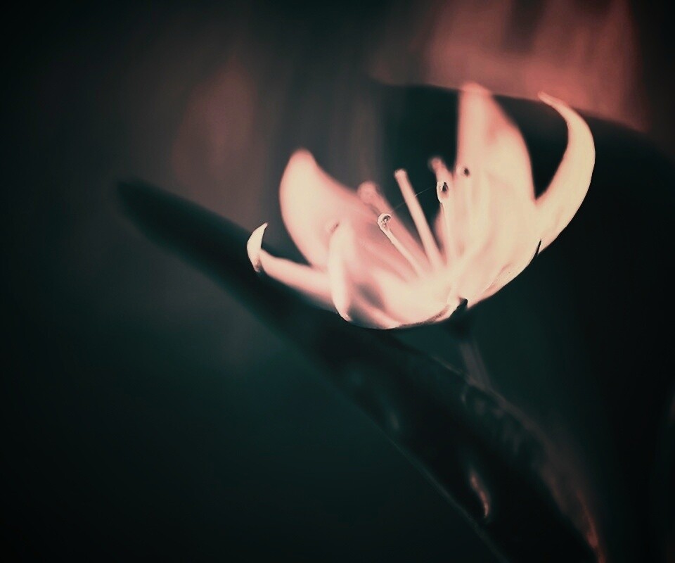 Белый цветок обои