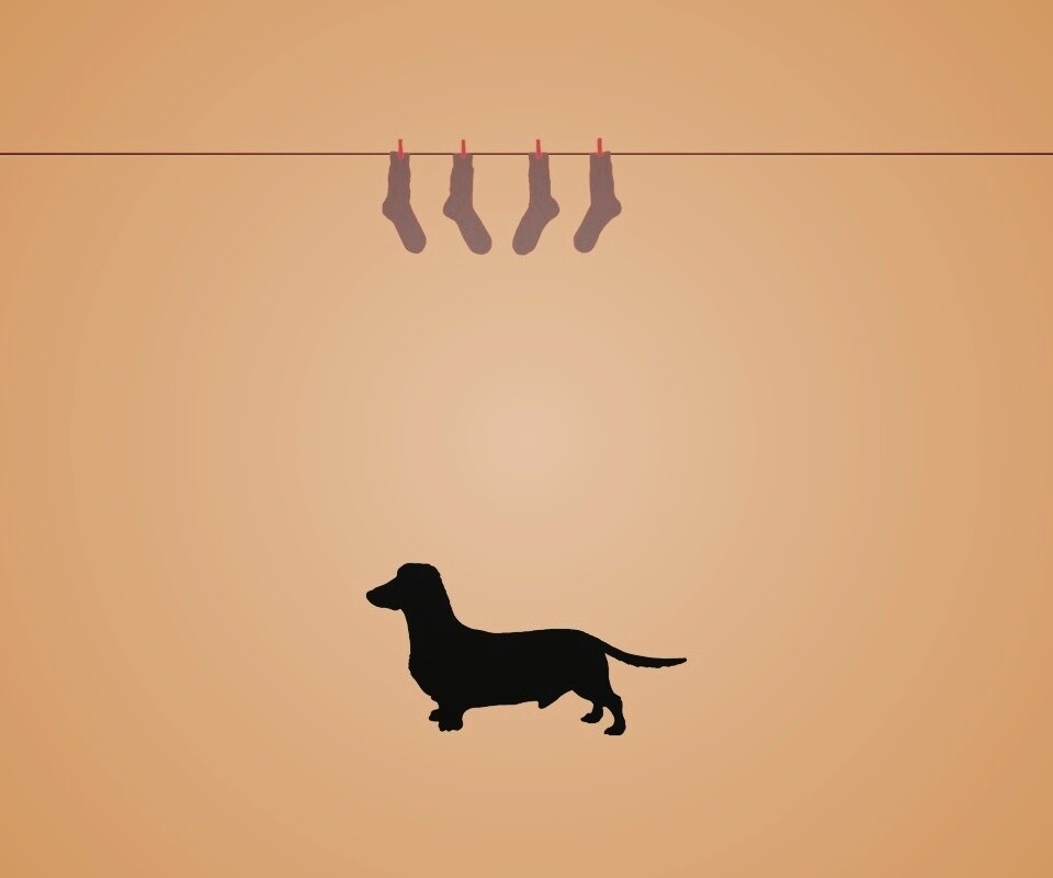 Такса и носки обои