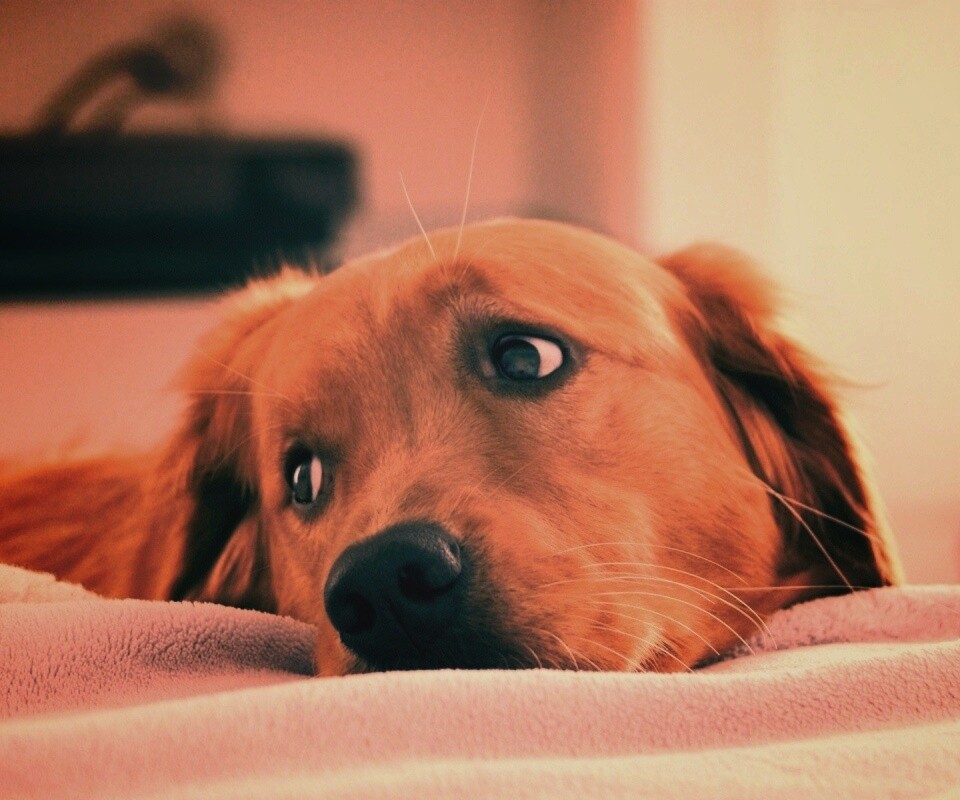 Лабрадор-ретривер обои