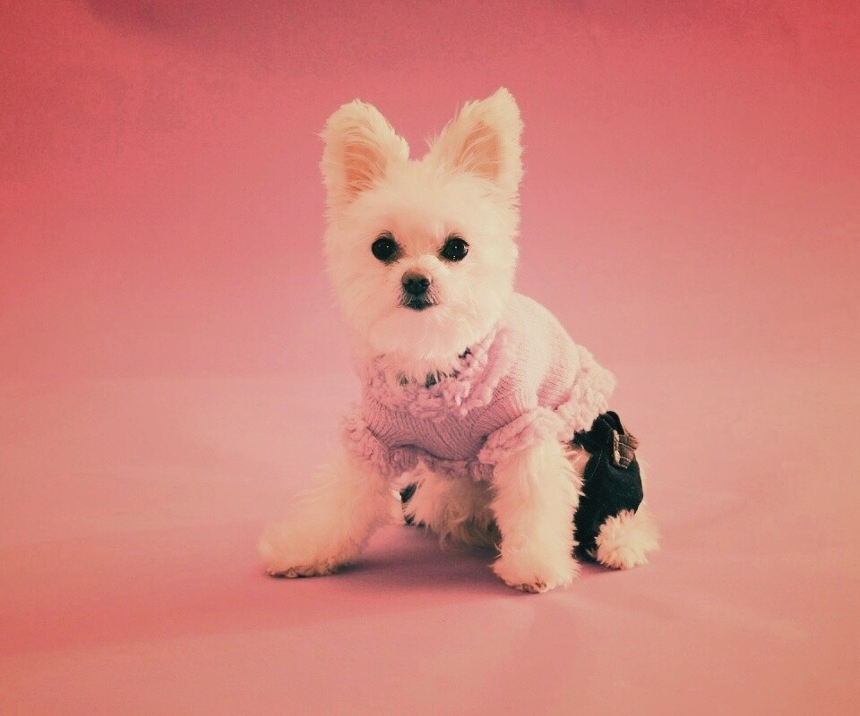 Собачка в свитере обои