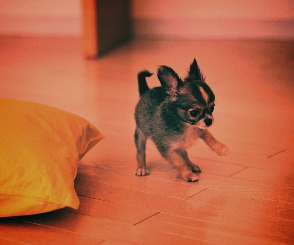 Щёнок той терьера обои