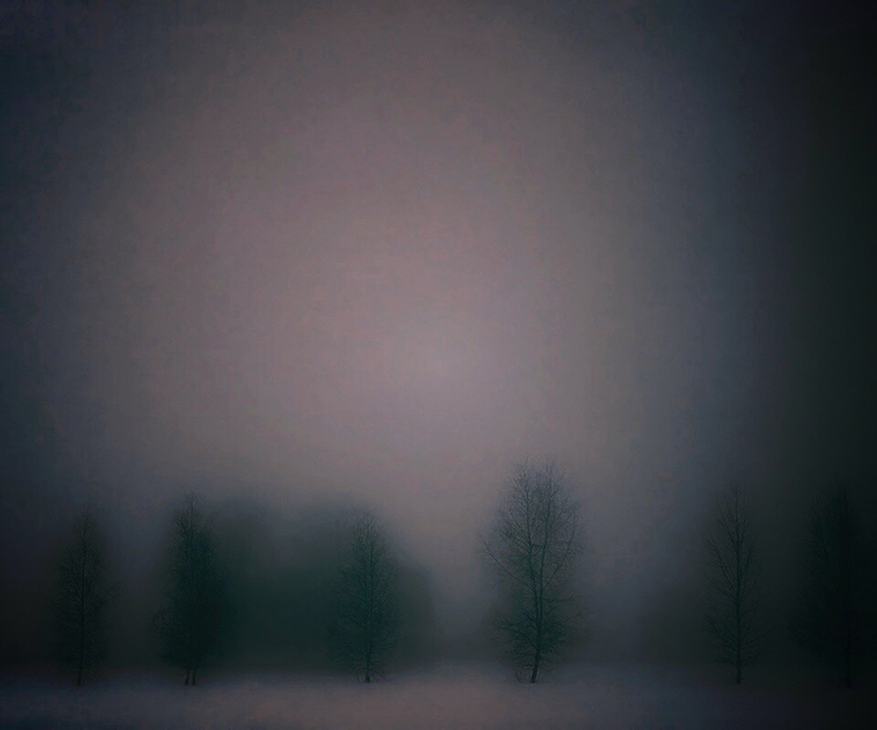 Деревья в тумане обои