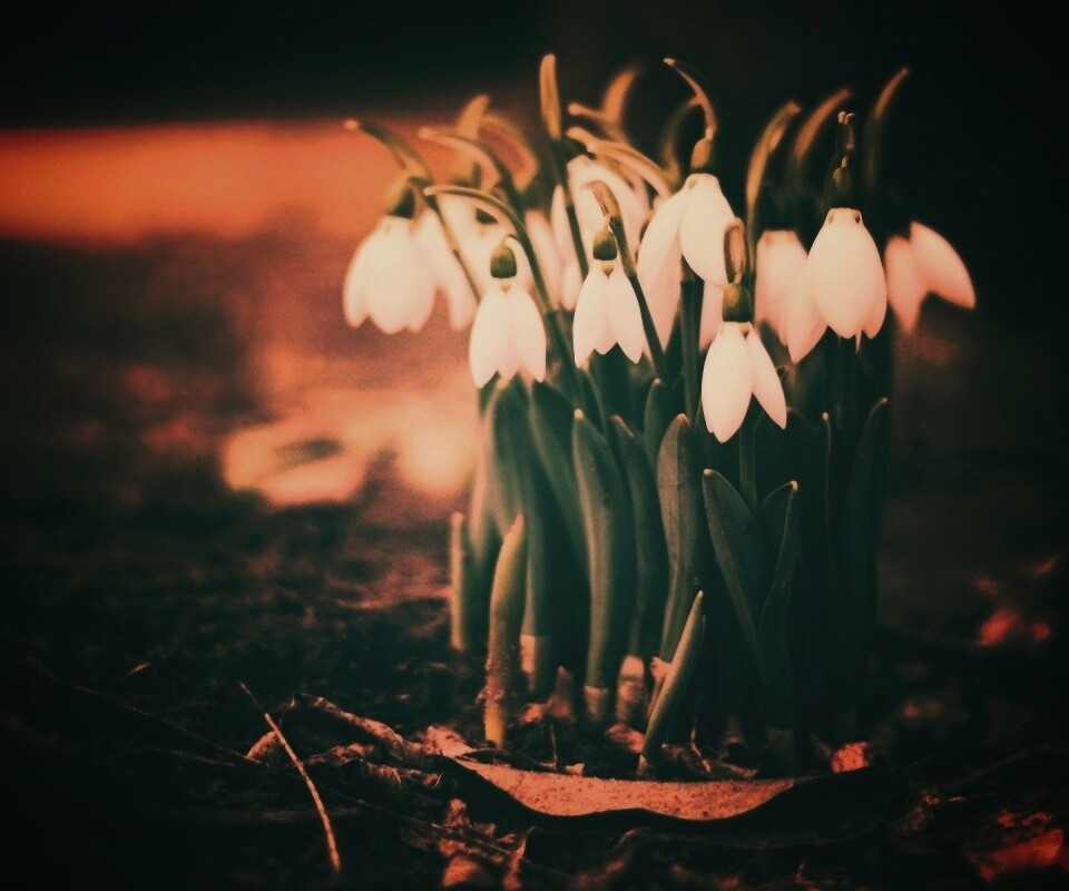 Подснежники - весенние цветы обои