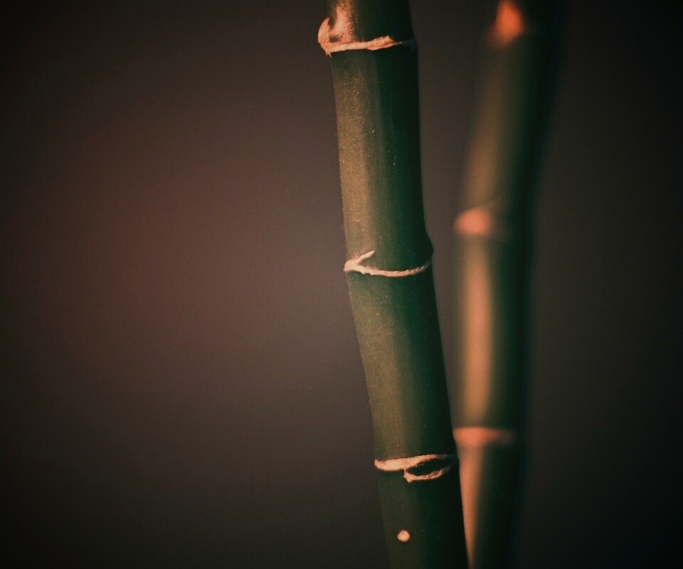 Макро фото стебля бамбука обои