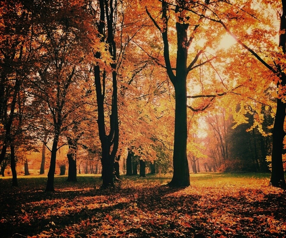 Осенний листопад в парке обои