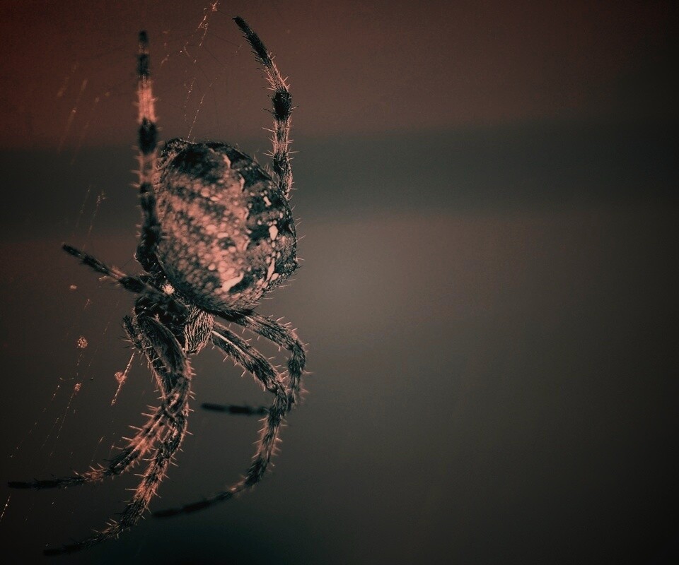 Паук обои