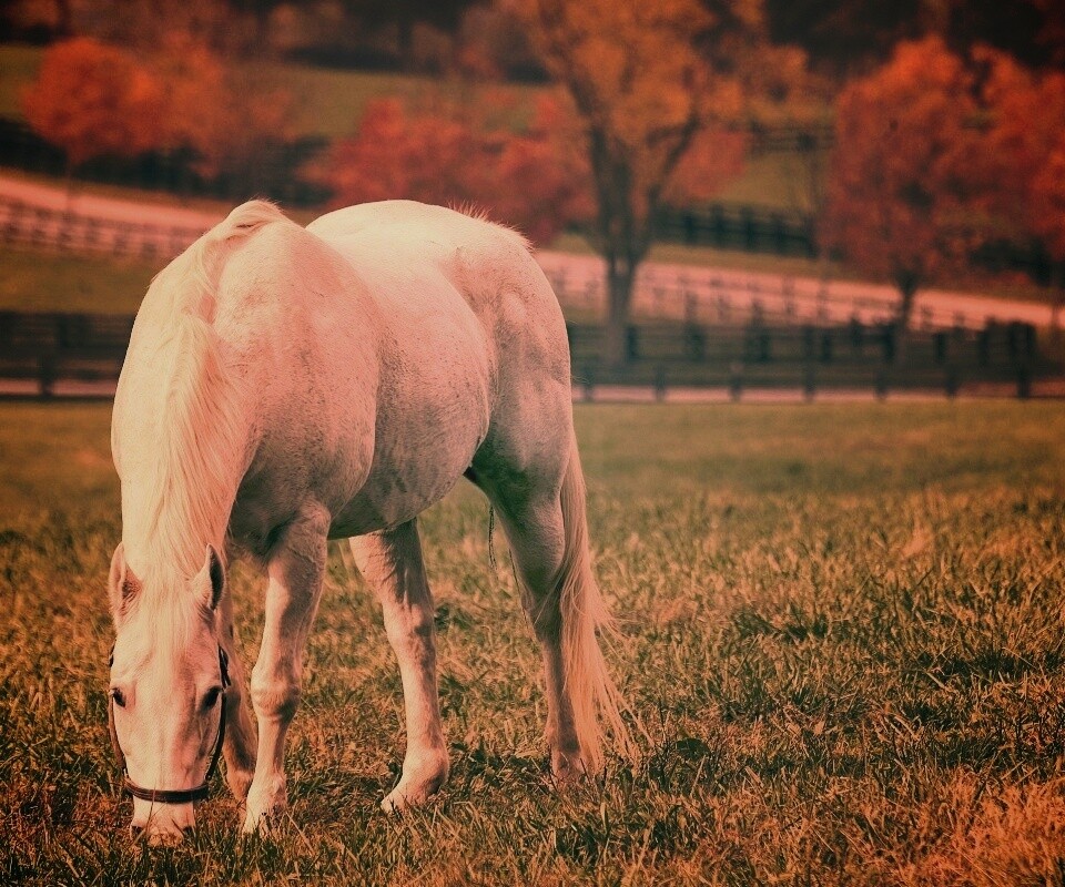 Красивая белая лошадь обои