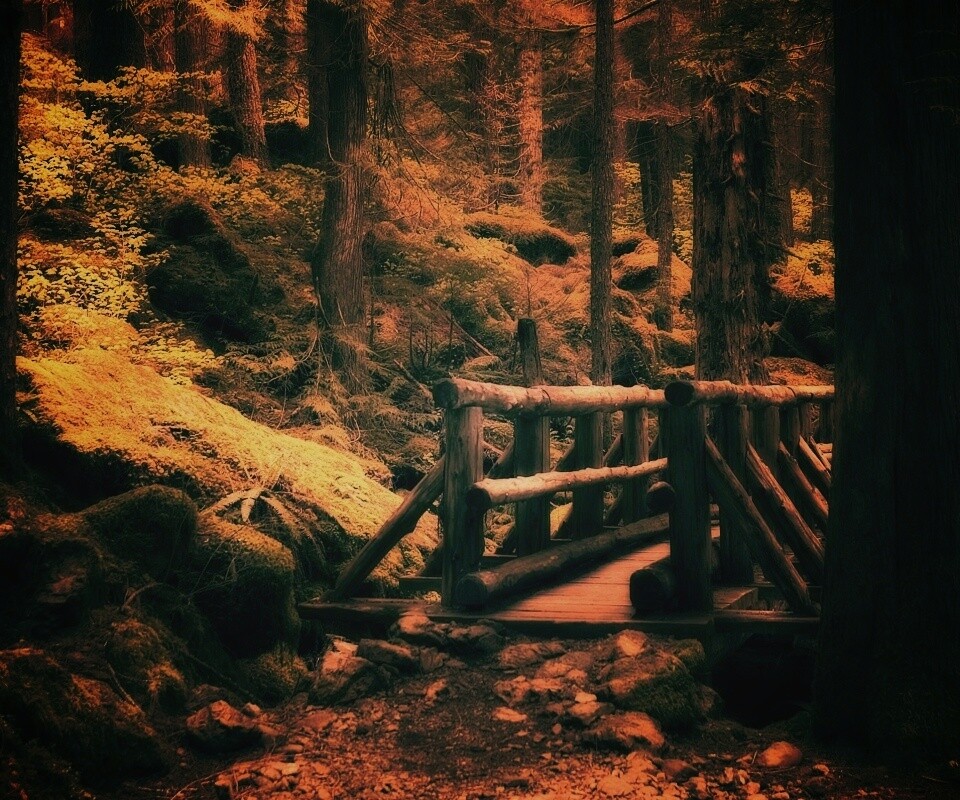 Бревенчатый мост в лесу обои