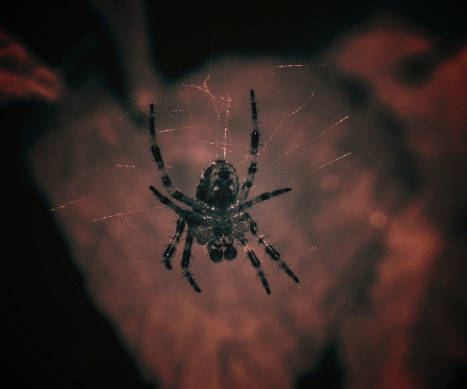 Паук на паутине обои