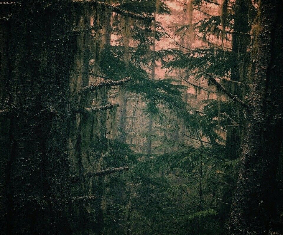 Дремучий лес обои
