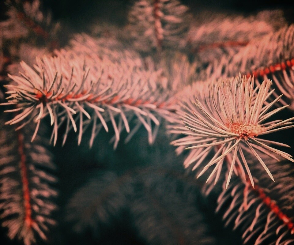 Ветки голубой ели обои