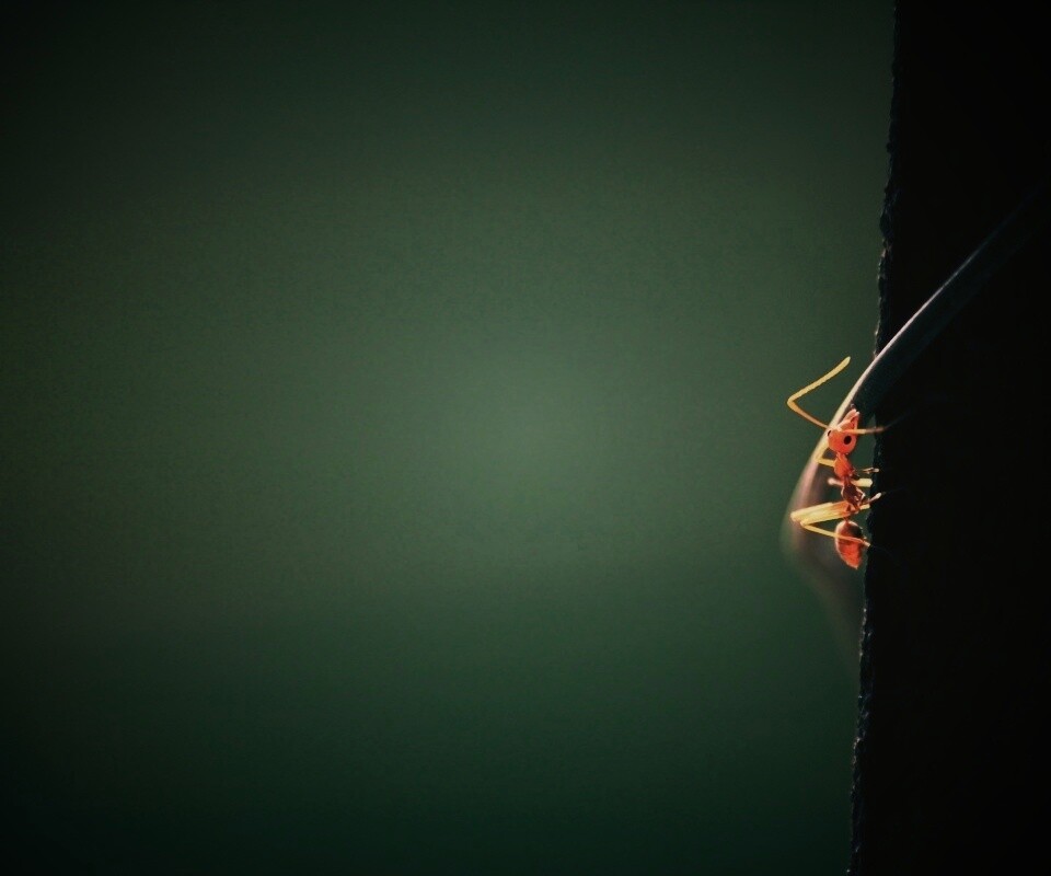 Муравей-пожарник обои