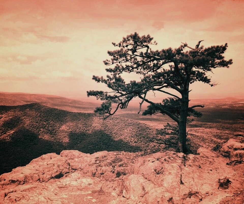 Горное дерево в черно-белых тонах обои