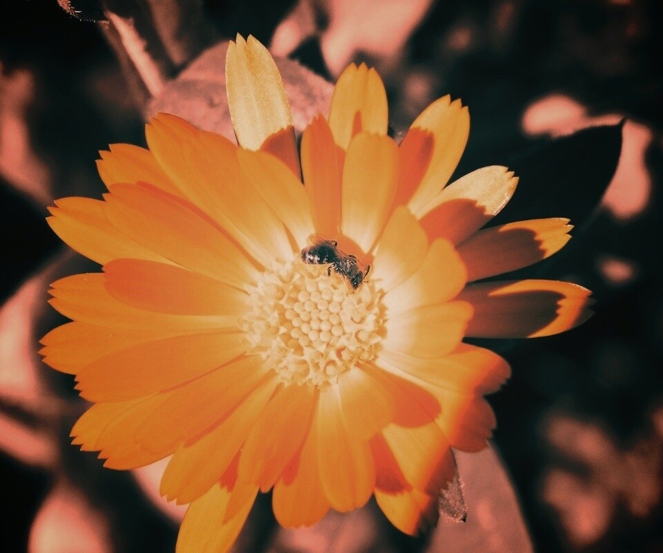 Оса на цветке обои