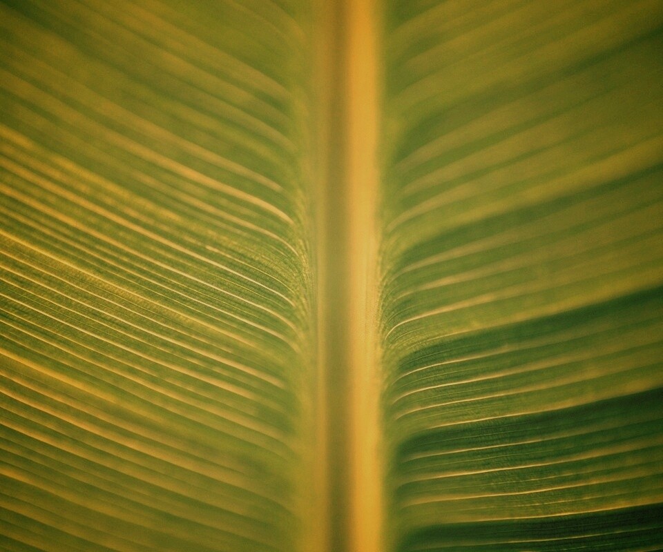 Макро фото листа обои