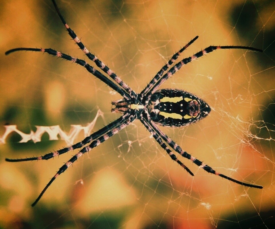 Огромный паук обои