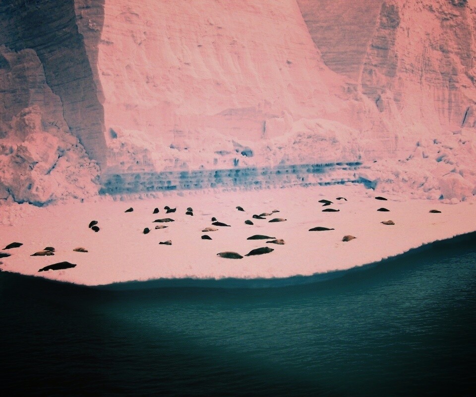 Лежбище тюленей обои