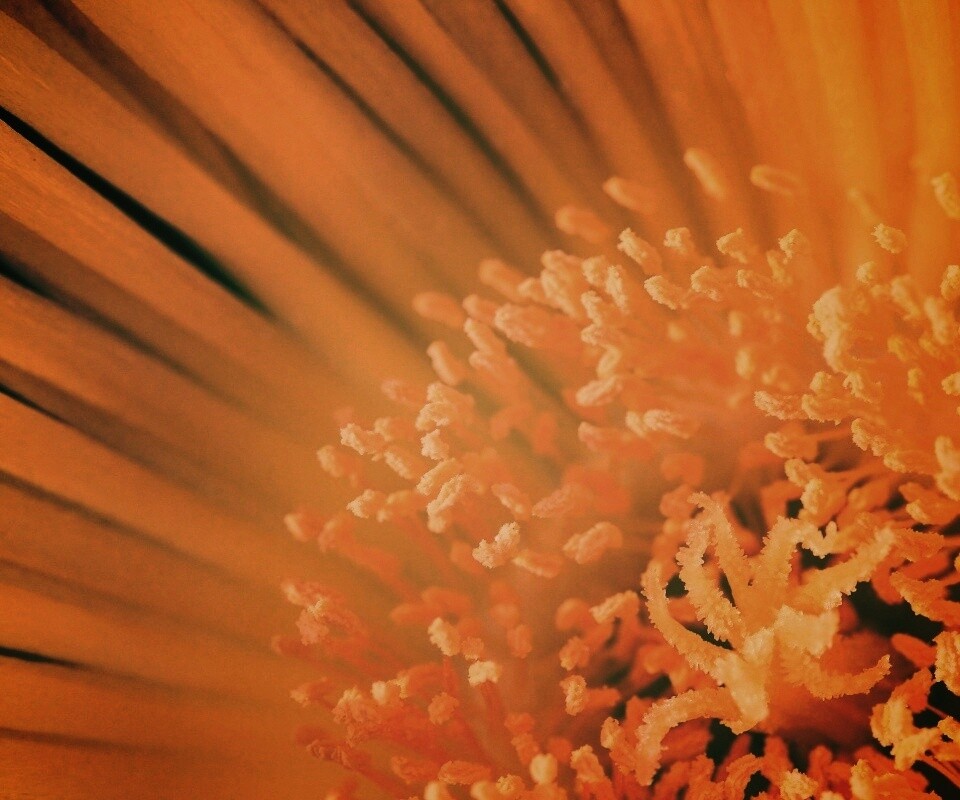 Желтый цветок обои