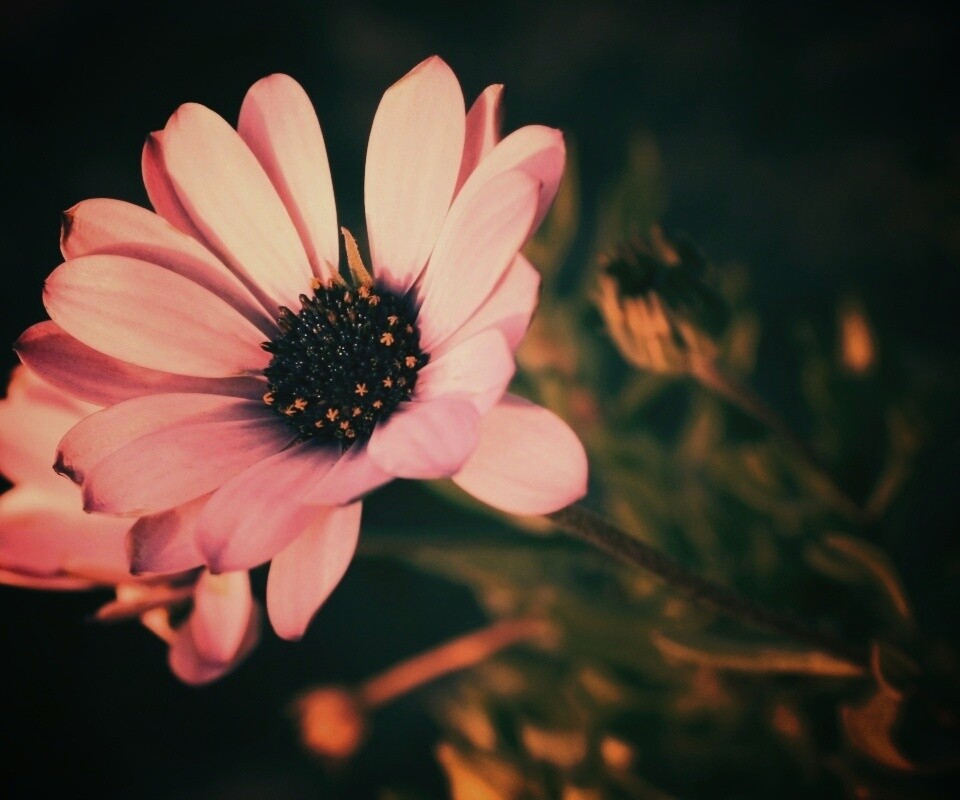 Одинокая фиалка обои