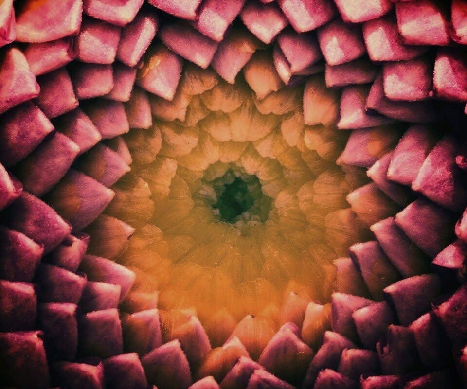 Сердцевина цветка обои