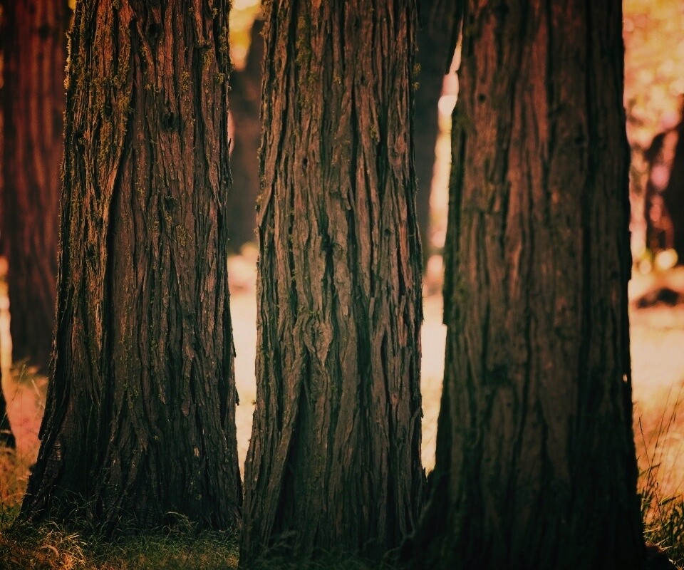 Стволы деревьев  обои