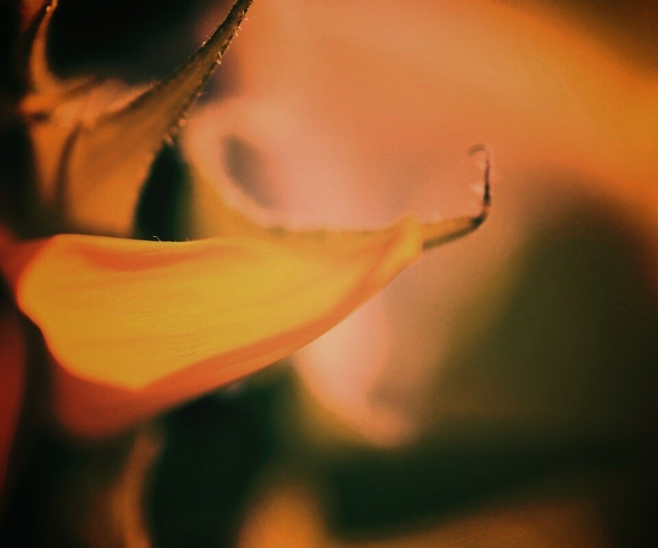 Солнечный цветок обои