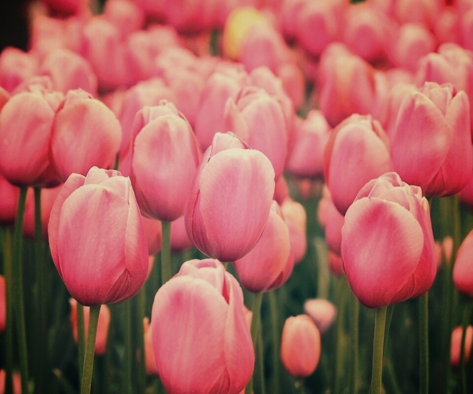Море розовых тюльпанов обои