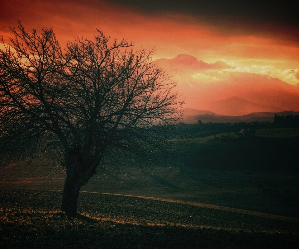 Дерево и горы обои