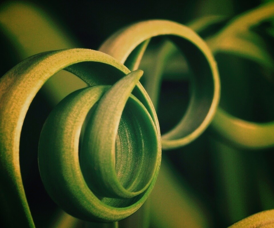 Зеленый обруч обои