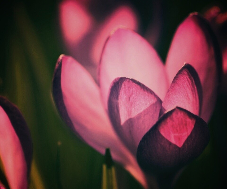 Фиолетовый крокус обои