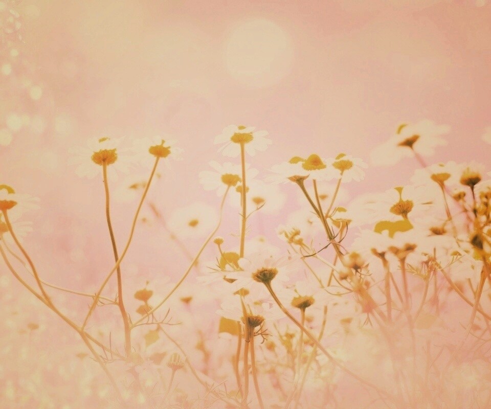 Цветочное лето обои