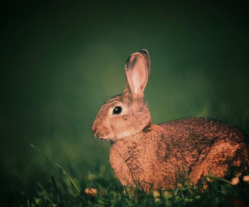 Веслоухий заяц обои